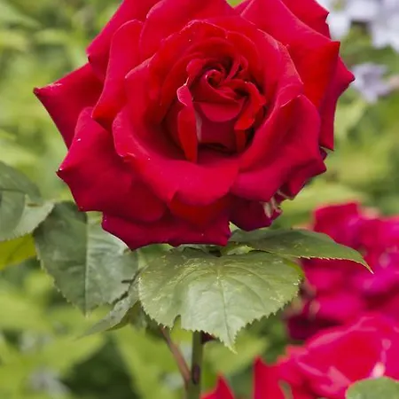 College Hill House 4* Slane