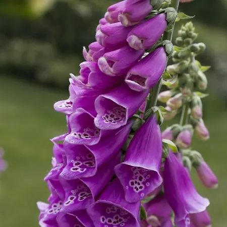 Bed & Breakfast College Hill House Slane